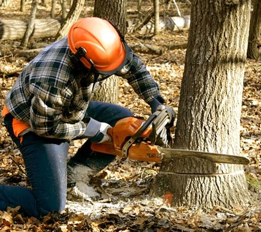 Tree Removal in Londonderry, VT